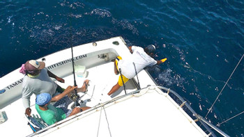 Sportfishing Tour - 27' Dusky "OutCast" - Half Day photo 5